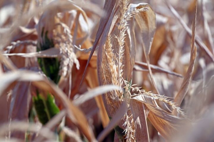 Arnaud Rousseau alerte sur une crise agricole sans précédent en France face aux canicules historiques