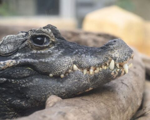 Canicule : dix crocodiles du Nil éclosent naturellement dans la Drôme, un signe du changement climatique