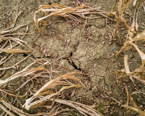 Canicule et sécheresse : la FNSEA demande des milliards pour soutenir l'agriculture en crise