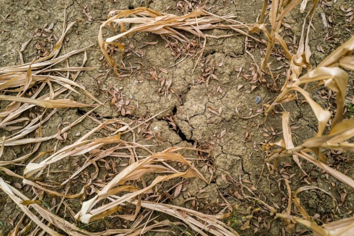 Canicule et sécheresse : la FNSEA demande des milliards pour soutenir l'agriculture en crise