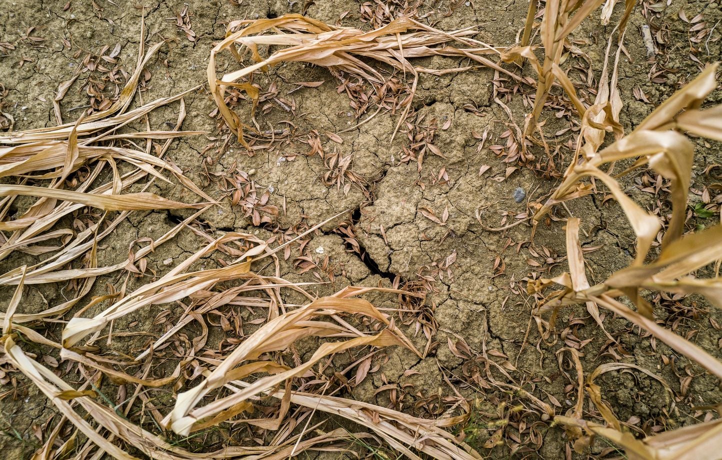 Canicule et sécheresse : la FNSEA demande des milliards pour soutenir l'agriculture en crise