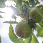 Canicule : inquiétudes croissantes pour la production de pommes en France en raison de la sécheresse