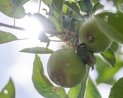 Canicule : inquiétudes croissantes pour la production de pommes en France en raison de la sécheresse