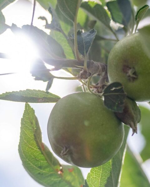 Canicule : inquiétudes croissantes pour la production de pommes en France en raison de la sécheresse