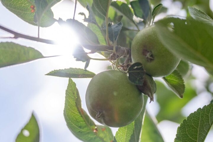 Canicule : inquiétudes croissantes pour la production de pommes en France en raison de la sécheresse