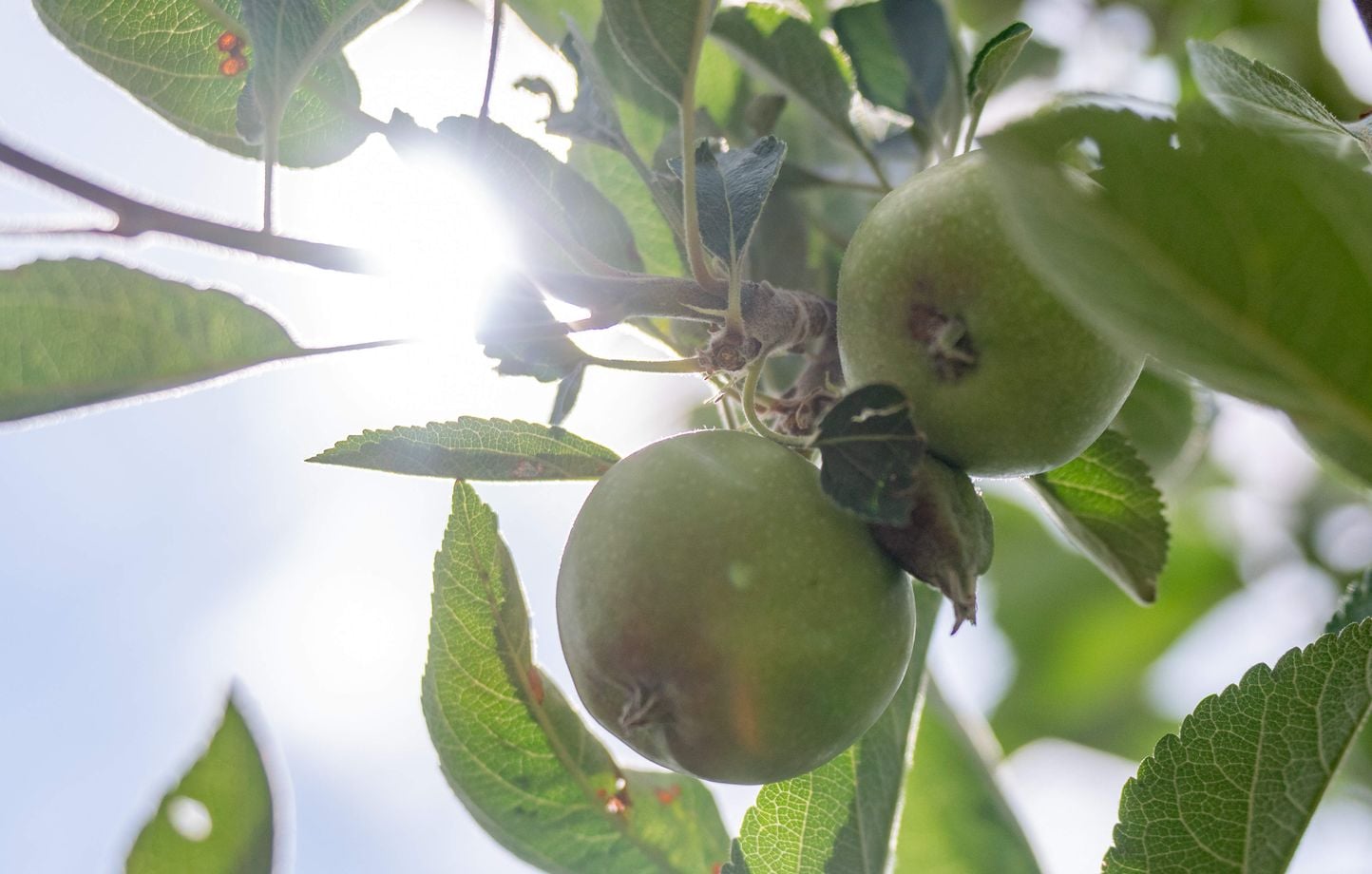 Canicule : inquiétudes croissantes pour la production de pommes en France en raison de la sécheresse