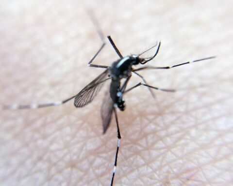 Canicule : quatre maladies infectieuses menacées par la chaleur selon l'ECDC
