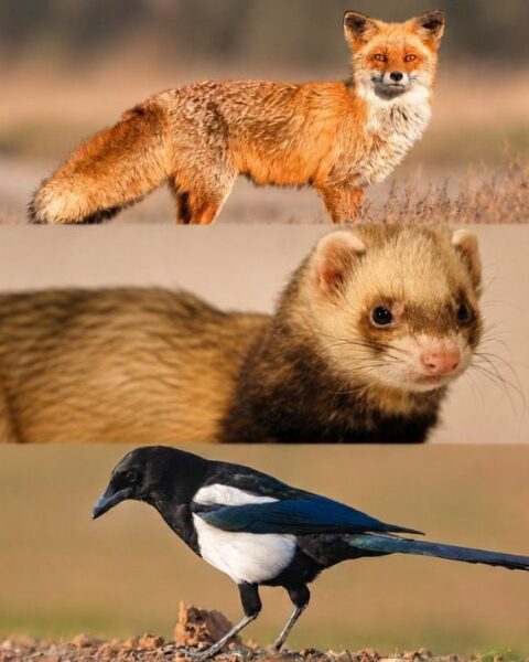 Chasse et captures toute l'année : la polémique autour des nuisibles en France