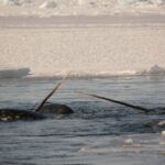 Des chercheurs perçoivent le mystère de la dent unique des narvals dans l'Arctique