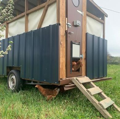 Des poules mobiles rénovent les vignes de Rabastens en enrichissant la terre et en chassant les insectes