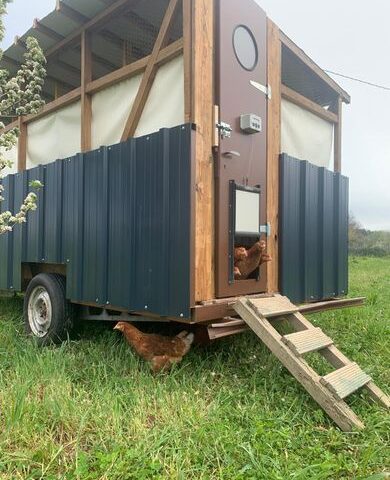 Des poules mobiles rénovent les vignes de Rabastens en enrichissant la terre et en chassant les insectes