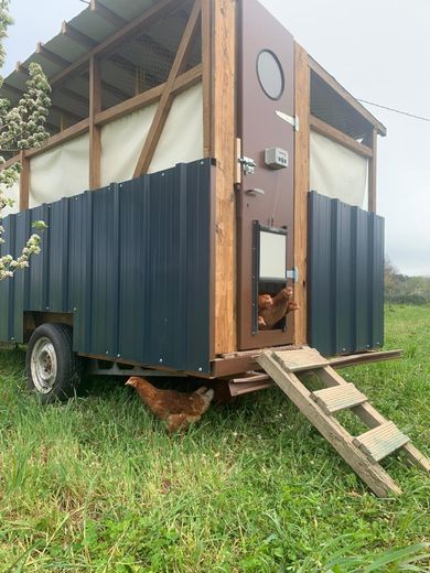 Des poules mobiles rénovent les vignes de Rabastens en enrichissant la terre et en chassant les insectes
