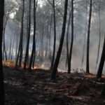 Incendie en Gironde : le département placé en vigilance rouge face à un risque accru de feux de forêt
