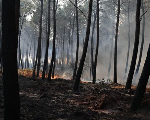 Incendie en Gironde : le département placé en vigilance rouge face à un risque accru de feux de forêt