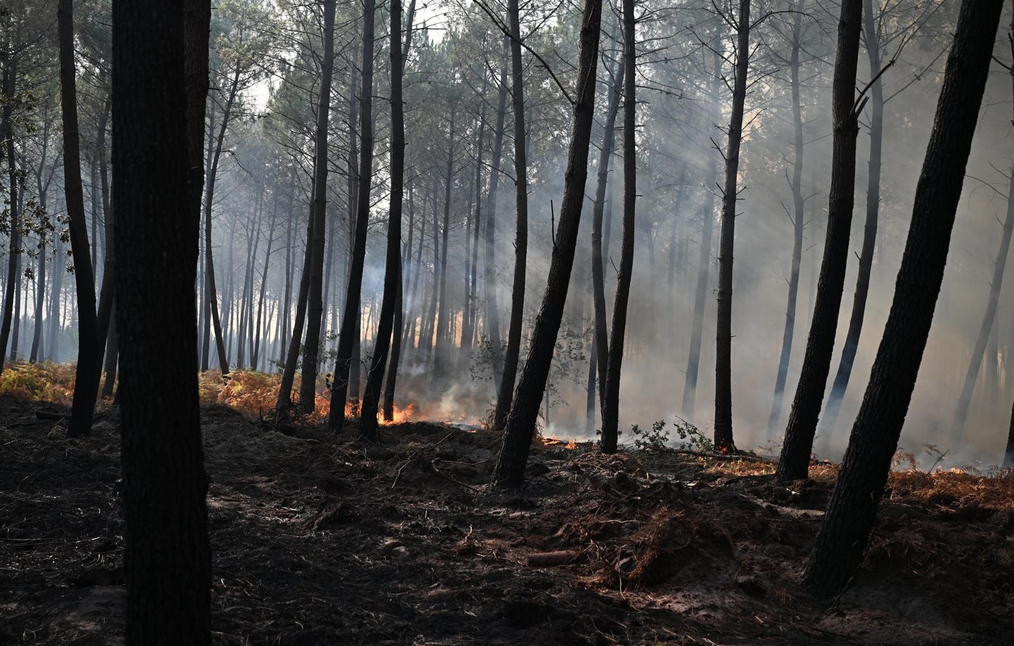 Incendie en Gironde : le département placé en vigilance rouge face à un risque accru de feux de forêt