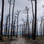 Incendie en Gironde : quelles mesures pour restaurer la forêt après le méga-feu ?