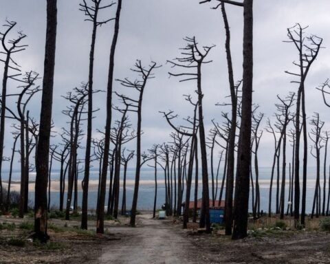 Incendie en Gironde : quelles mesures pour restaurer la forêt après le méga-feu ?