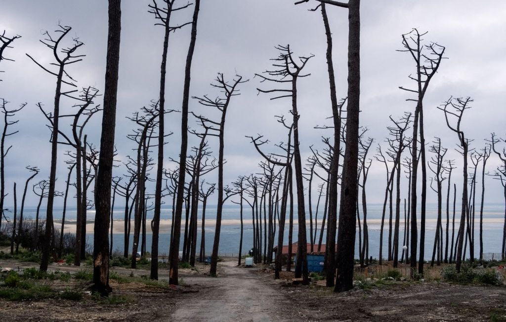 Incendie en Gironde : quelles mesures pour restaurer la forêt après le méga-feu ?