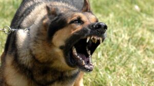 Intervention policière à Toulouse pour séquestration : un homme libéré, un chien abattu