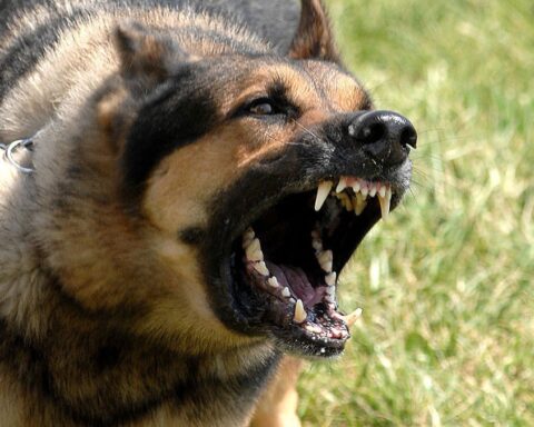 Intervention policière à Toulouse pour séquestration : un homme libéré, un chien abattu