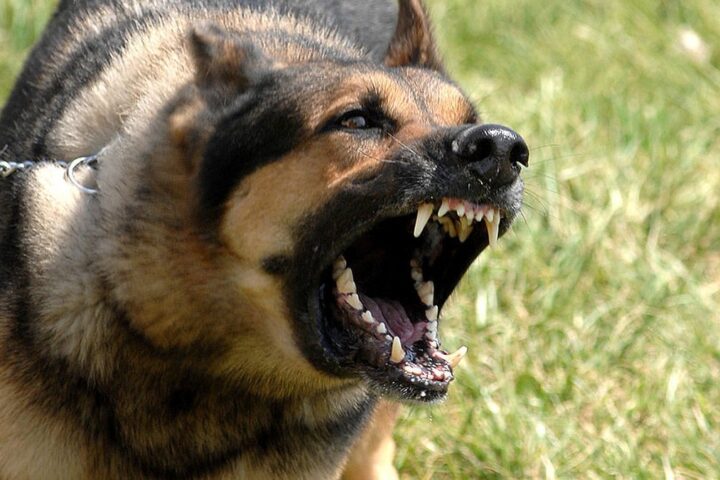 Intervention policière à Toulouse pour séquestration : un homme libéré, un chien abattu