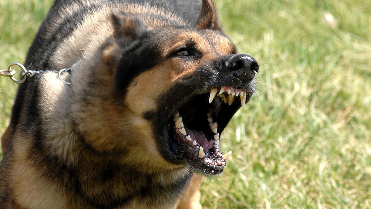 Intervention policière à Toulouse pour séquestration : un homme libéré, un chien abattu