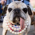 Jinny Lu, une chienne carlin, remporte le titre de "chien le plus laid du monde" en Californie