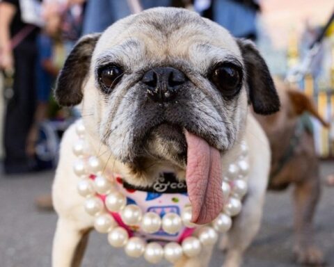 Jinny Lu, une chienne carlin, remporte le titre de "chien le plus laid du monde" en Californie