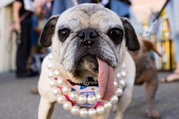 Jinny Lu, une chienne carlin, remporte le titre de "chien le plus laid du monde" en Californie