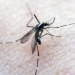 La dengue menace de se propager en France en raison de l'expansion du moustique tigre