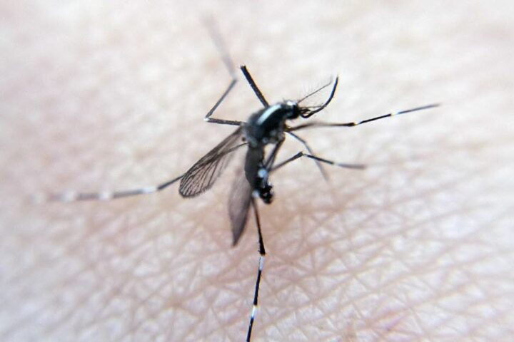 La dengue menace de se propager en France en raison de l'expansion du moustique tigre