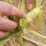 La production de maïs en France devrait atteindre un niveau historiquement bas en 2026, selon le ministère de l'Agriculture