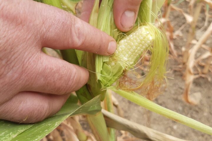 La production de maïs en France devrait atteindre un niveau historiquement bas en 2026, selon le ministère de l'Agriculture