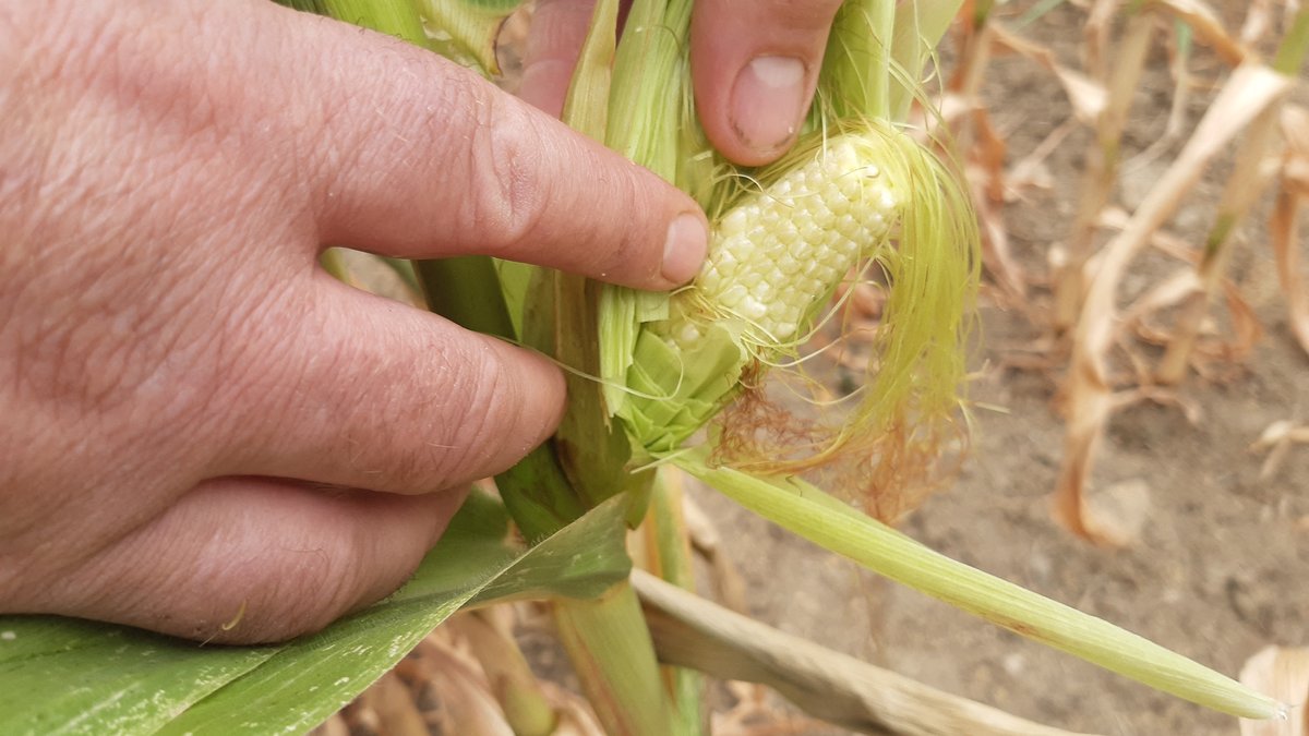 La production de maïs en France devrait atteindre un niveau historiquement bas en 2026, selon le ministère de l'Agriculture