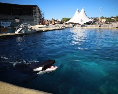 L'abandon du projet Beauval : quel avenir pour les 19 dauphins captifs prévus pour le transfert ?