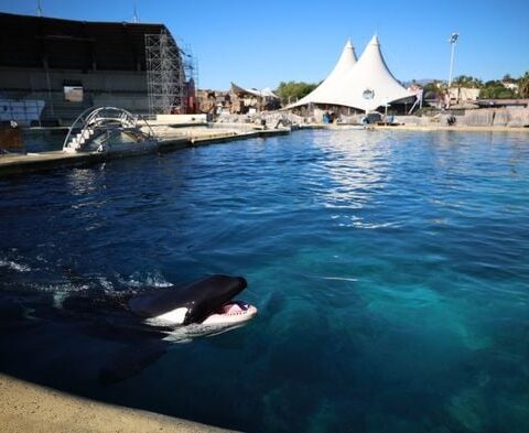 L'abandon du projet Beauval : quel avenir pour les 19 dauphins captifs prévus pour le transfert ?