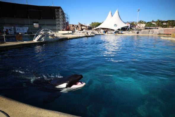L'abandon du projet Beauval : quel avenir pour les 19 dauphins captifs prévus pour le transfert ?