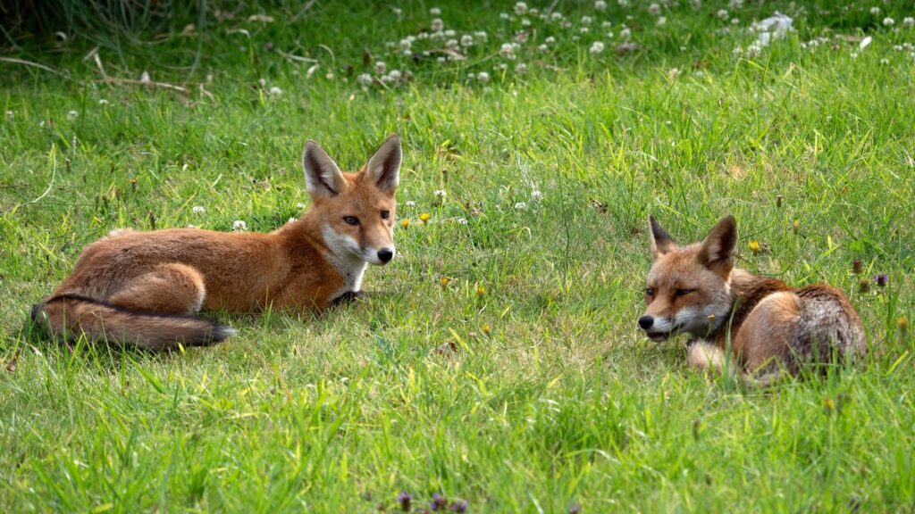Le gouvernement français publie une nouvelle liste d'animaux nuisibles pouvant être abattus