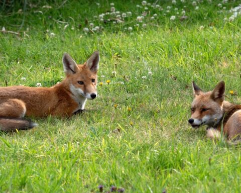Le gouvernement français publie une nouvelle liste d'animaux nuisibles pouvant être abattus