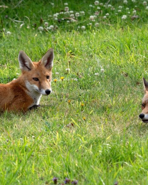 Le gouvernement français publie une nouvelle liste d'animaux nuisibles pouvant être abattus