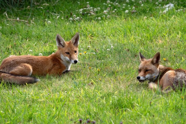 Le gouvernement français publie une nouvelle liste d'animaux nuisibles pouvant être abattus