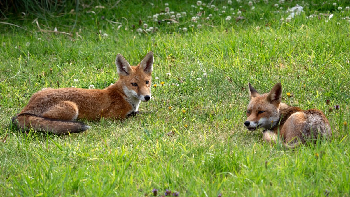 Le gouvernement français publie une nouvelle liste d'animaux nuisibles pouvant être abattus