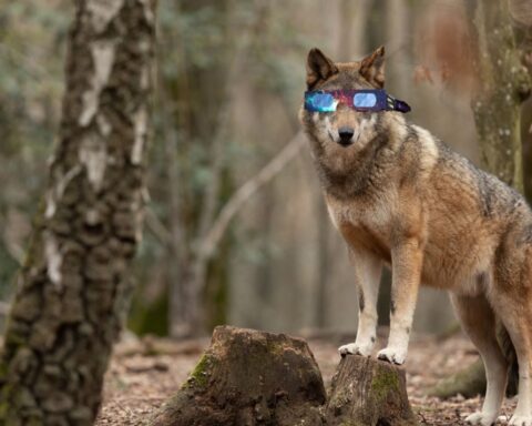 L’éclipse solaire du 12 août : impacts sur le comportement des animaux observés au Safari de Thoiry