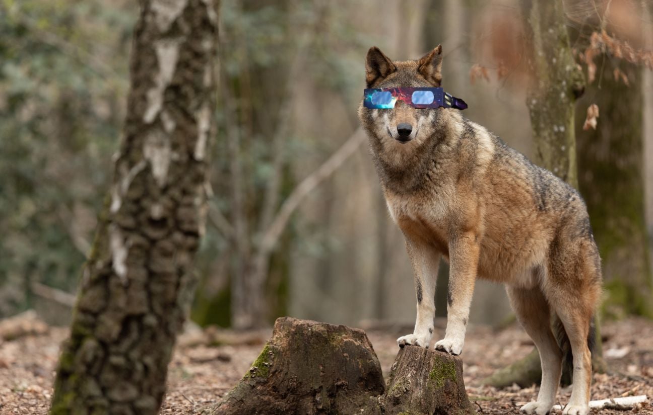 L’éclipse solaire du 12 août : impacts sur le comportement des animaux observés au Safari de Thoiry