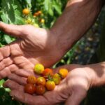 Les agriculteurs français face à une crise alimentaire : impacts des chaleurs estivales sur les récoltes