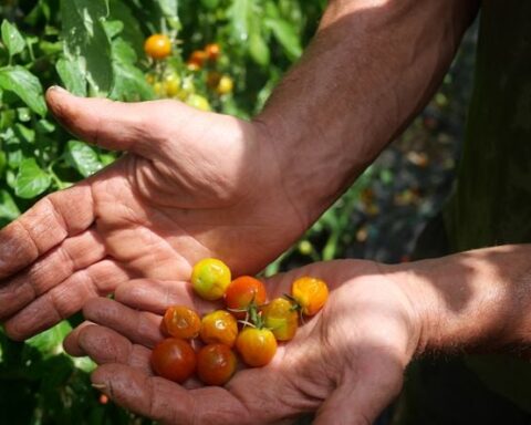 Les agriculteurs français face à une crise alimentaire : impacts des chaleurs estivales sur les récoltes