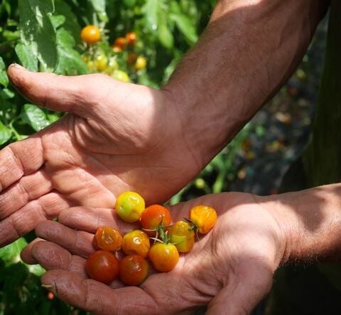 Les agriculteurs français face à une crise alimentaire : impacts des chaleurs estivales sur les récoltes