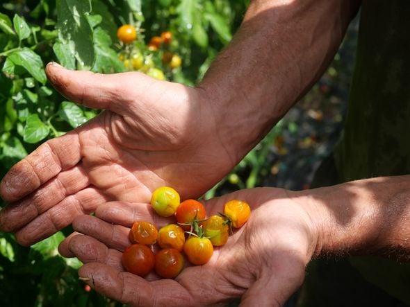 Les agriculteurs français face à une crise alimentaire : impacts des chaleurs estivales sur les récoltes