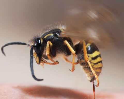 Les dangers des piqûres d'abeilles, guêpes et frelons : ce qu'il faut savoir pour votre sécurité