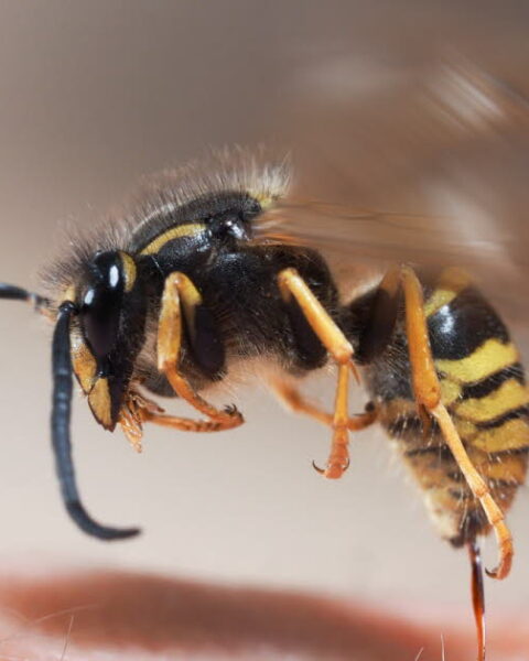 Les dangers des piqûres d'abeilles, guêpes et frelons : ce qu'il faut savoir pour votre sécurité